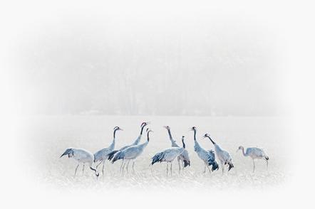 Heiko Römisch 3- cranes wrangle