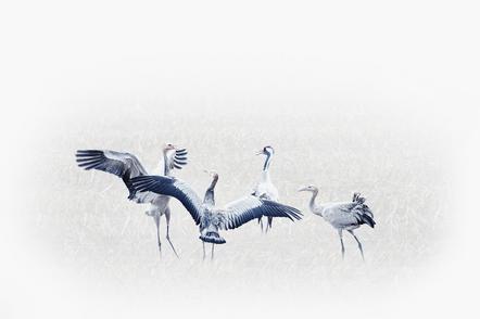 Heiko Römisch 4- young cranes