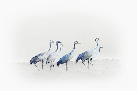 Heiko Römisch 7- alertly cranes