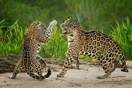 Kung Fu jaguars - Jenny Zierold