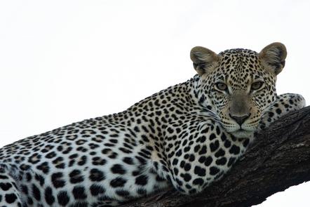 Leopard - Armin Paul Proessler