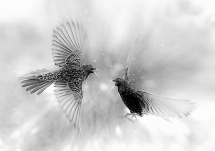 Klapp Lutz - Birds in snow - Urkunde