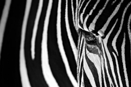 Platz 5 - Graf Josef - Fotorebellen - Zebra