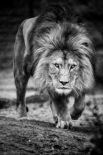 Bücker Holger - German Photo Artists - Approaching Lion - Annahme