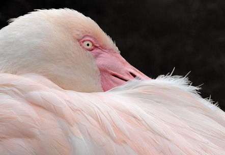 Eilers Heinz - BSW Fotogruppe Hannover - Flamingo - Annahme