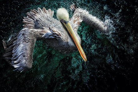 Bücker Holger - German Photo Artists - Swimming Pelican - Annahme