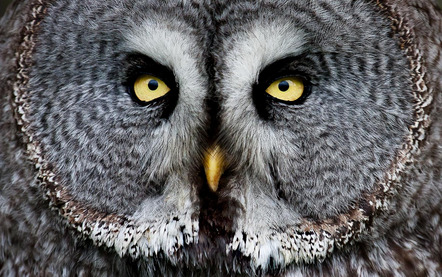 Jebe Renate - Photographische Gesellschaft Lübeck e.V. - the owl - Annahme