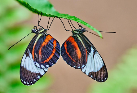 Römisch Heiko - Direktmitglied Hamburg - Cydno Longwing butterfly pairing  - Annahme