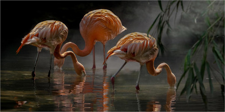 Riancho Patrick - Fotoarbeitsgemeinschaft ATELIER 70 - Flamingos - Annahme